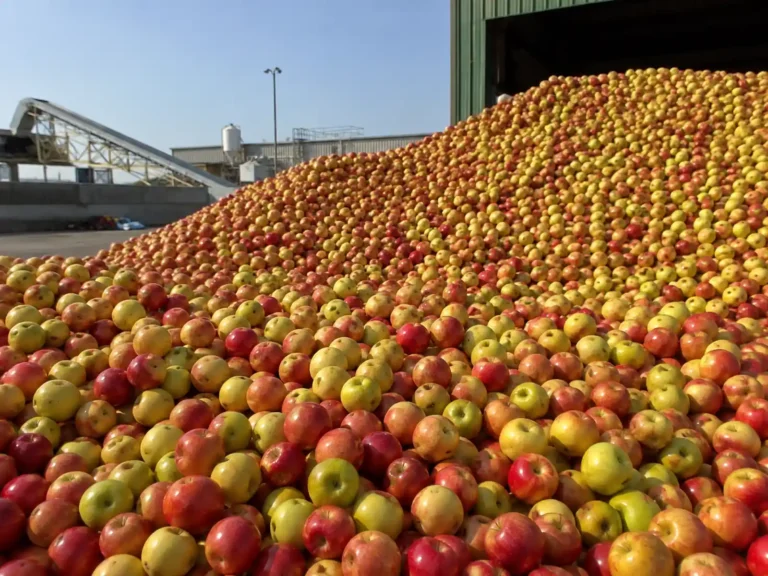 Freshly harvested apples delivered to an industrial apple concentrate processing facility