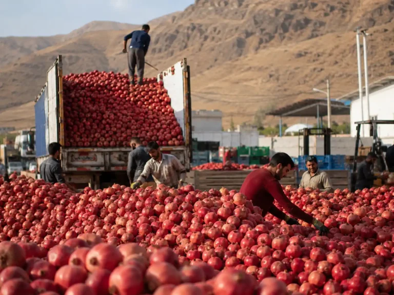 Bulk fresh pomegranates delivered to processing facility for concentrate production
