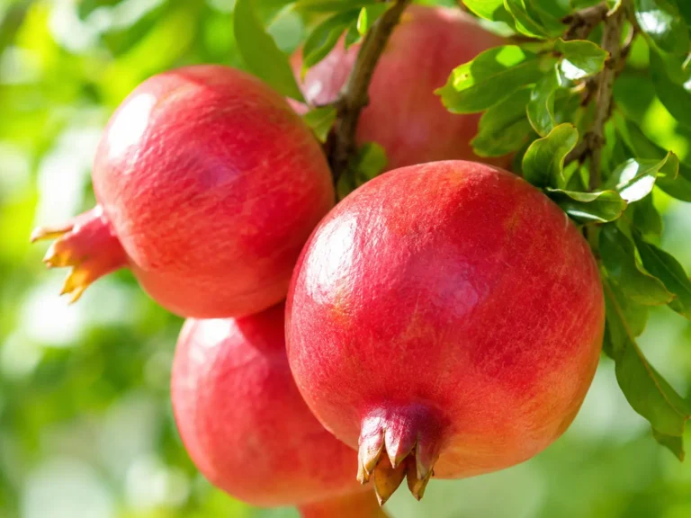 Fresh ripe pomegranates on tree used for natural pomegranate concentrate production