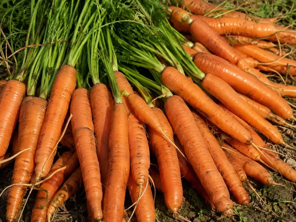 Carrot Juice Concentrate Gallery