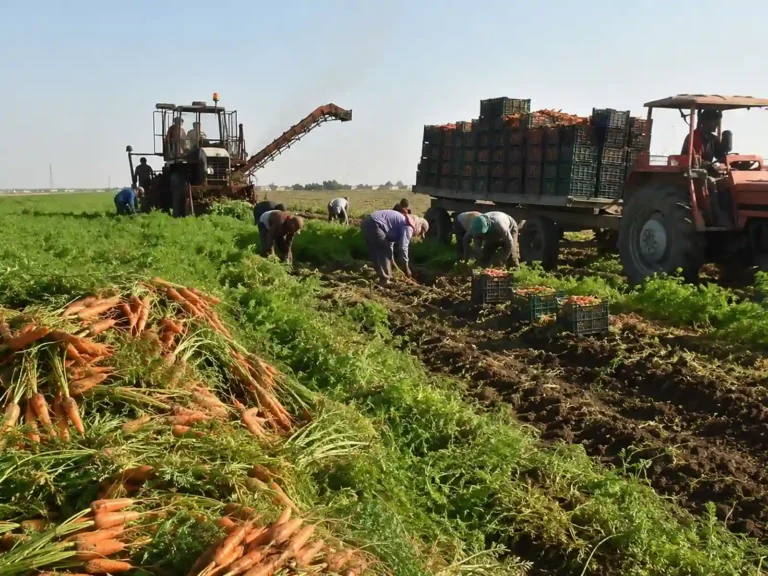 Industrial carrot harvesting and loading process for carrot juice concentrate production